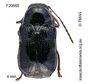 Aporocera atra
