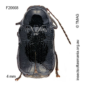 Aporocera atra