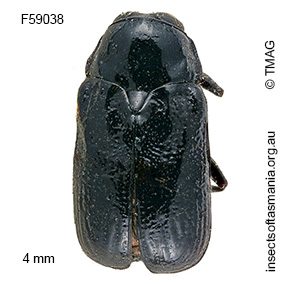 Aporocera gravata
