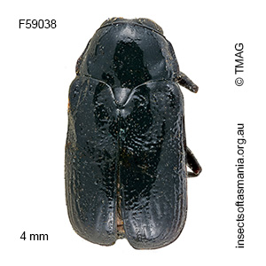Aporocera gravata