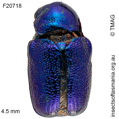 Species image