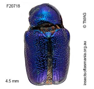 Aporocera jacksoni