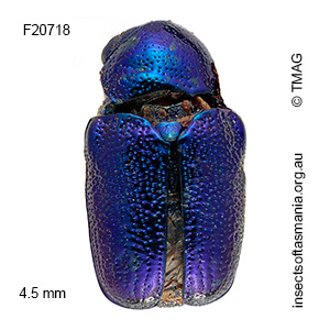 Aporocera jacksoni
