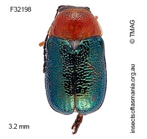 Aporocera lagopa