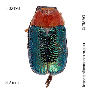 Aporocera lagopa