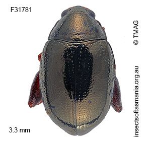 Arsipoda bifrons