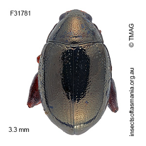 Arsipoda bifrons