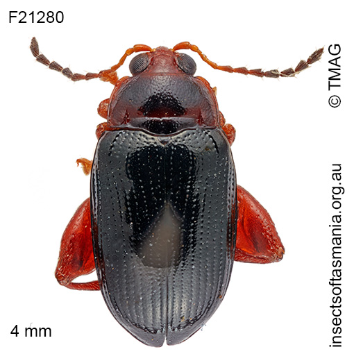 Species image
