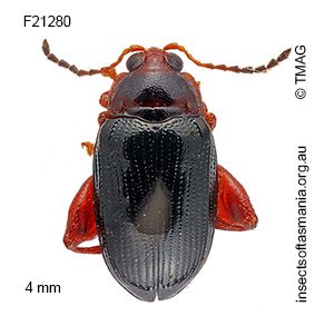 Arsipoda erichsoni