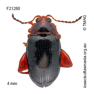 Arsipoda erichsoni