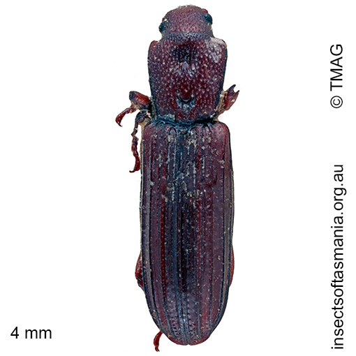 Species image