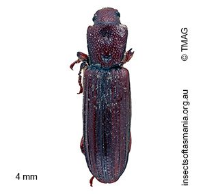 Ascetoderes taeniatus