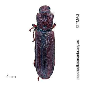 Ascetoderes taeniatus