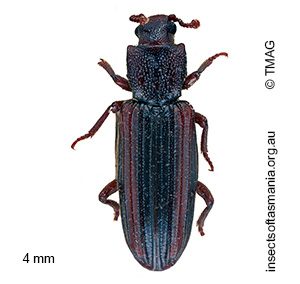 Ascetoderes vittatus