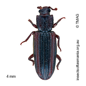 Ascetoderes vittatus