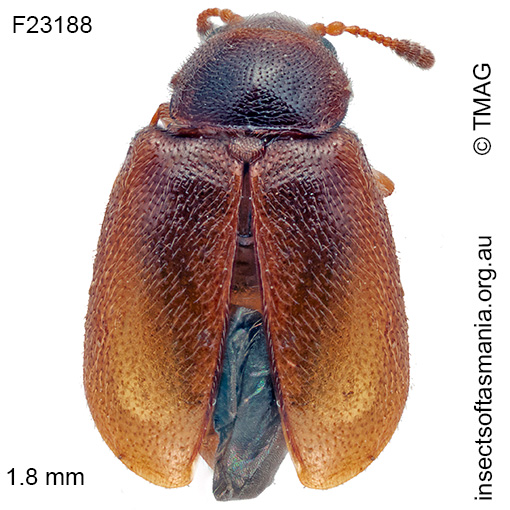 Species image