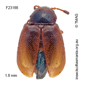 Atomaria lewisi