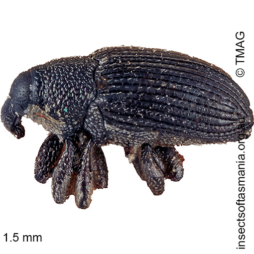 Species image