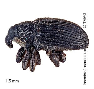 Baris vagans