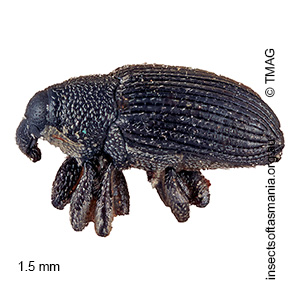 Baris vagans