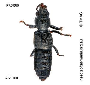 Bledius aterrimus