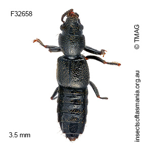 Bledius aterrimus