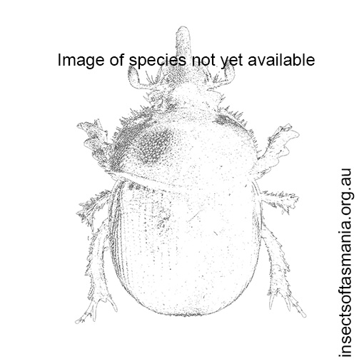 Species image