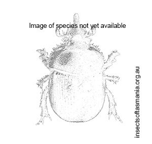 Elephastomus gellarus