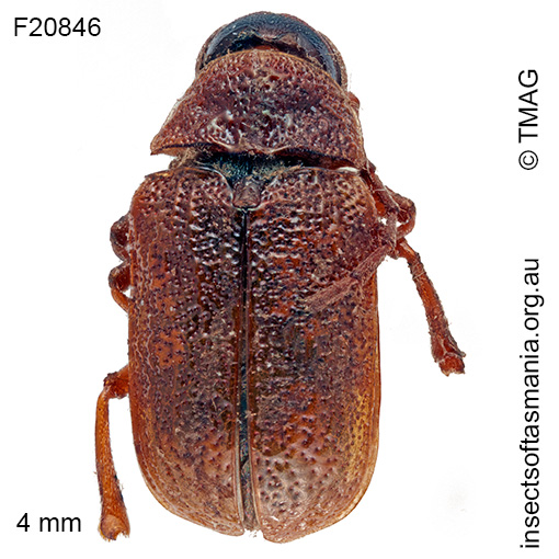 Species image