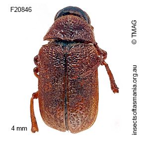 Cadmus apicalis