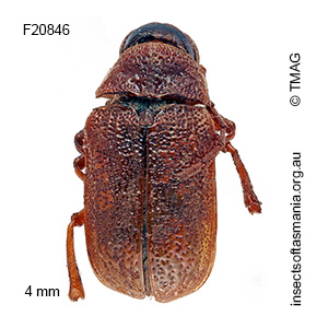 Cadmus apicalis