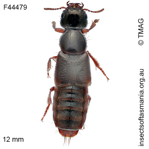 Species image