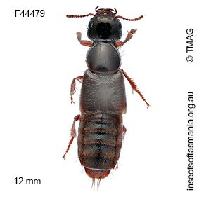 Cafius australis