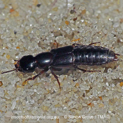 Species image
