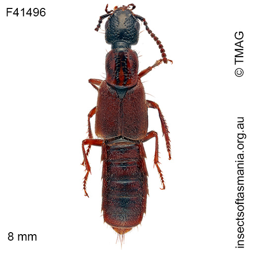 Species image
