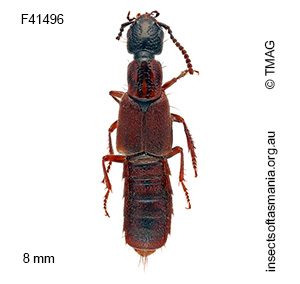 Cafius seriatus