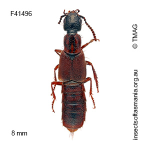 Cafius seriatus