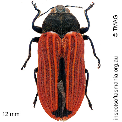 Species image