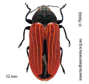Castiarina erythroptera