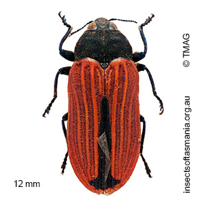 Castiarina erythroptera