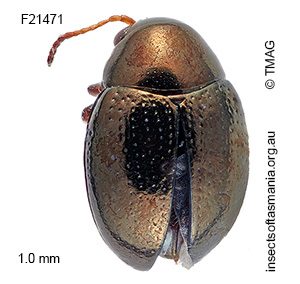 Chaetocnema brevicornis
