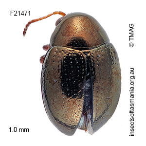 Chaetocnema brevicornis
