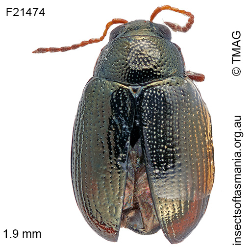 Species image