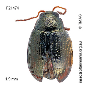 Chaetocnema calida