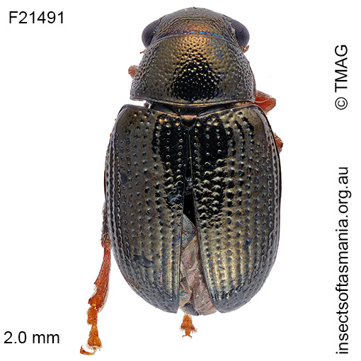 Species image