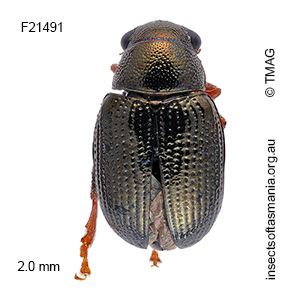 Chaetocnema propinqua