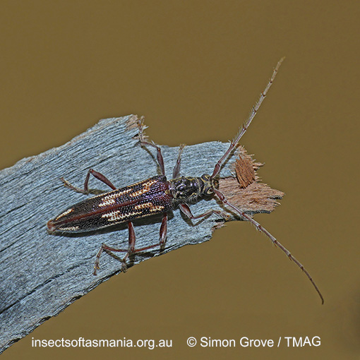 Species image