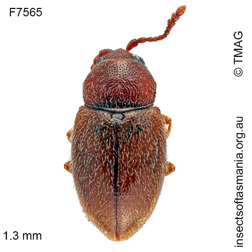 Species image