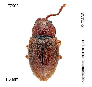 Cryptogasterus lawrencei