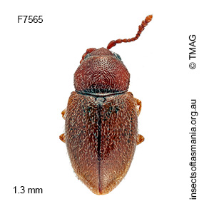 Cryptogasterus lawrencei
